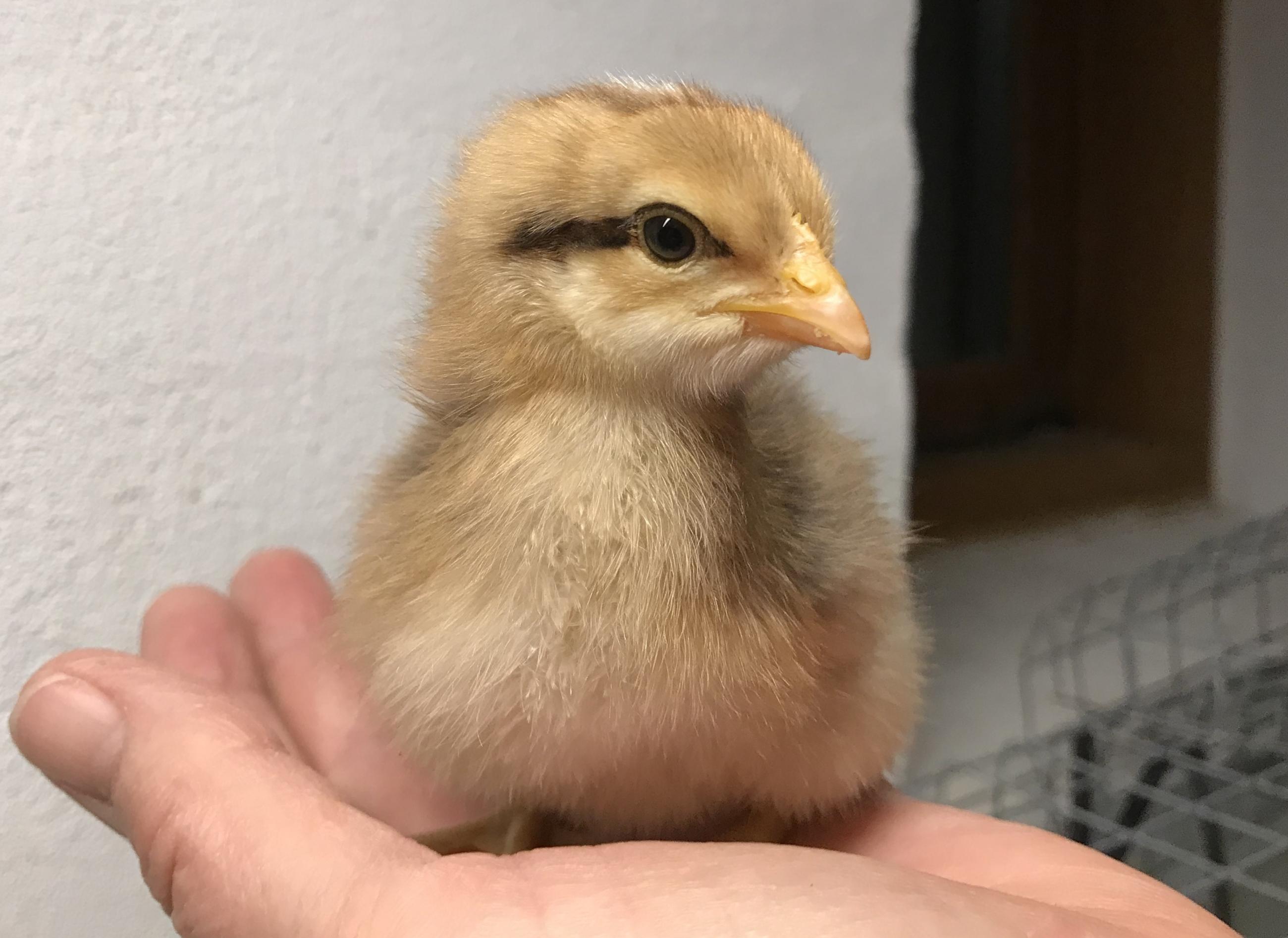 Høne eller hane? Inge Marie Høgh