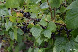 En solbærbusk er nok til vores - og fuglenes - forbrug. 
